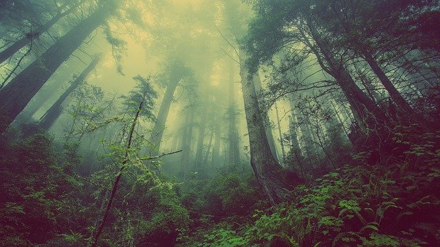 hustý les v mlze